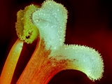 Amaryllis (hippeastrum reginae), Blick in die Blüte, Staubbeutel + Narbe